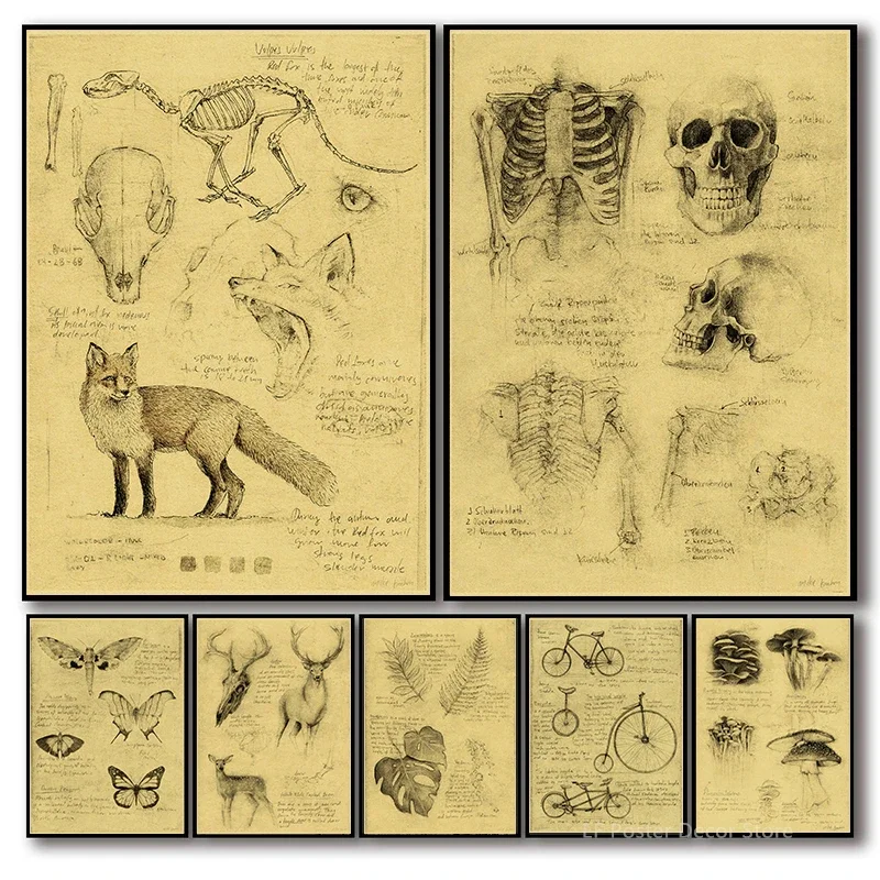 Old Sketch Studies Poster Vulpes/Skeleton Home Room Medical Club Decor Painting Plants Butterfly Vintage Prints Art Wall Picture