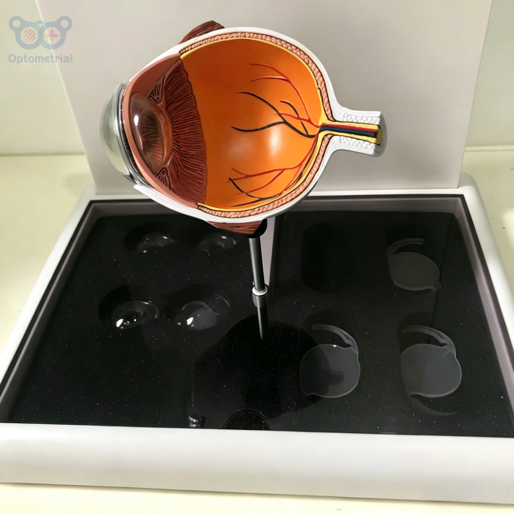 5X Enlarged Human Eye Anatomy Model Shows 8 Replaceable Lens | IOL Explaination | Eye Anatomical Model