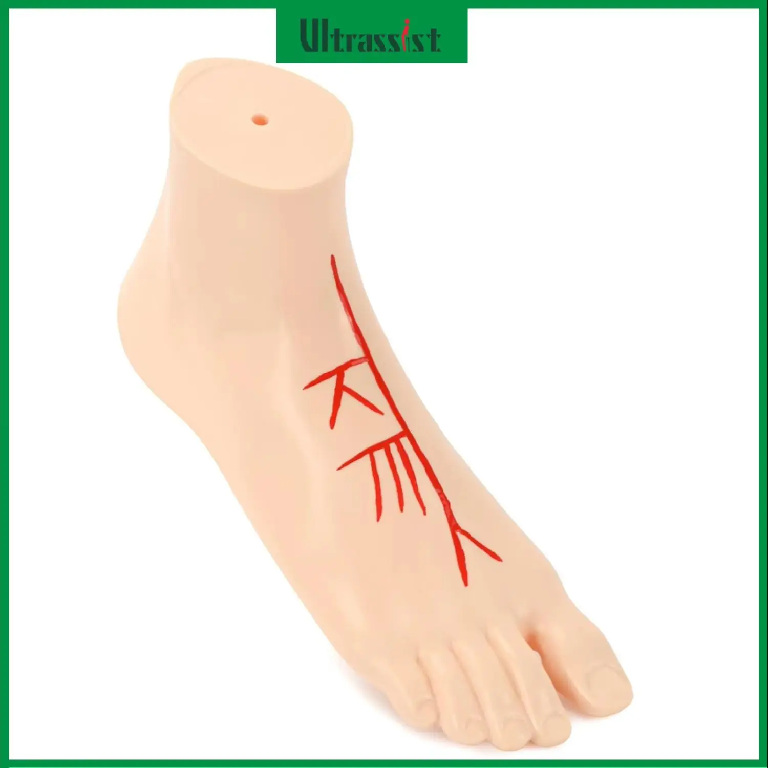 Ultrassist Human Foot Vascular Arterial Anatomy Model Life Size PVC Anatomical Structure for Medical Student Class Education