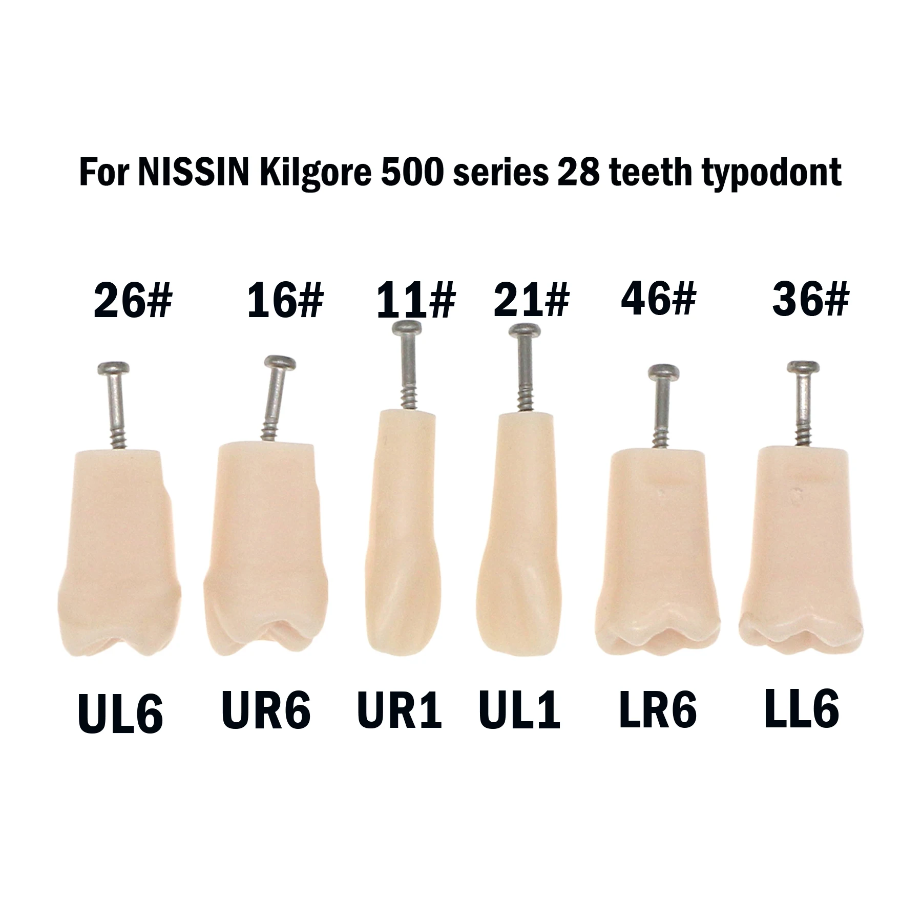 Dental Typodont Practice Teeth Model Individual Replacement Teaching Resin Filling Training Compatible Kilgore Nissin 500 Type