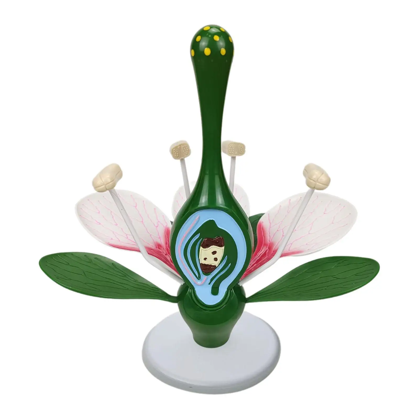 Dicot Flower Model Teaching Tools Home Decor Peach Blossom Flower Model