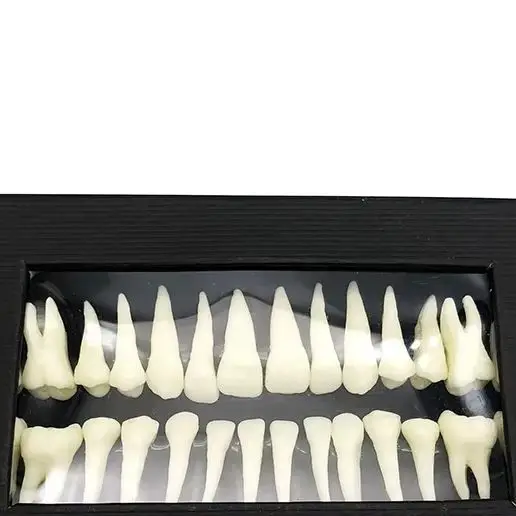 

28 Pcs 1:1 Dental Implant Dental demonstration permanent teeth teach study model Dentist Practice Product teeth model