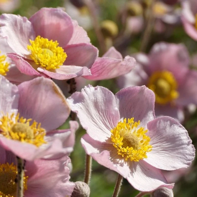 

WLtoys 144001 A959 A949 A969 A979 A959-B A969-B A979-B Запасные части для радиоуправляемых автомобилей Обновление металлического удлинителя колес