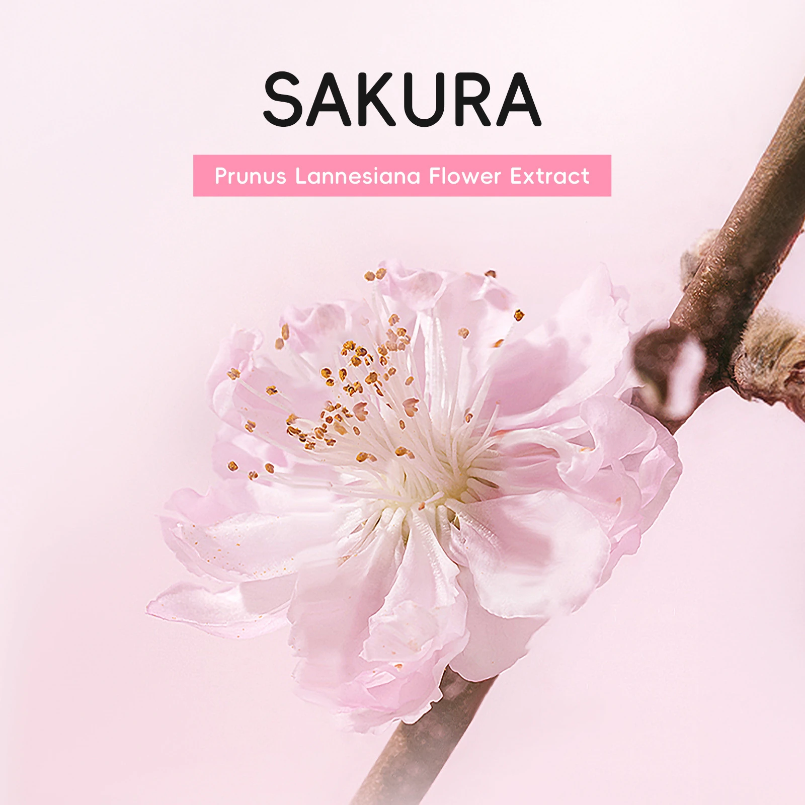 LAIKOU Sakura Tone Up Cream, Face Brightening Moisturizer for Natural Look, No Makeup Makeup BB Cream 50g Even Skin Tone