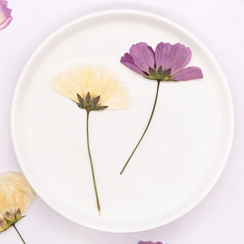 12 Stück, gepresste Gesang-Blume, echtes Trockenblumen-Zubehör für DIY-Lesezeichen, Gesichtsdekoration und handgefertigte Tropfkleber-Telefonhülle, Fotorahmen – Detail 3