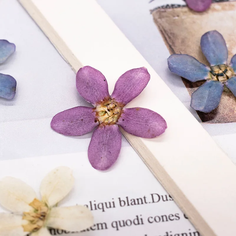 ดอกไม้แห้งสีฟ้าอัดรูปดาว 12 ชิ้น สำหรับงาน DIY ตกแต่งเคสมือถือ/งานศิลปะ/สมุดภาพ/ที่คั่นหนังสือ/ตกแต่งใบหน้า อุปกรณ์งานฝีมือดอกไม้แห้ง