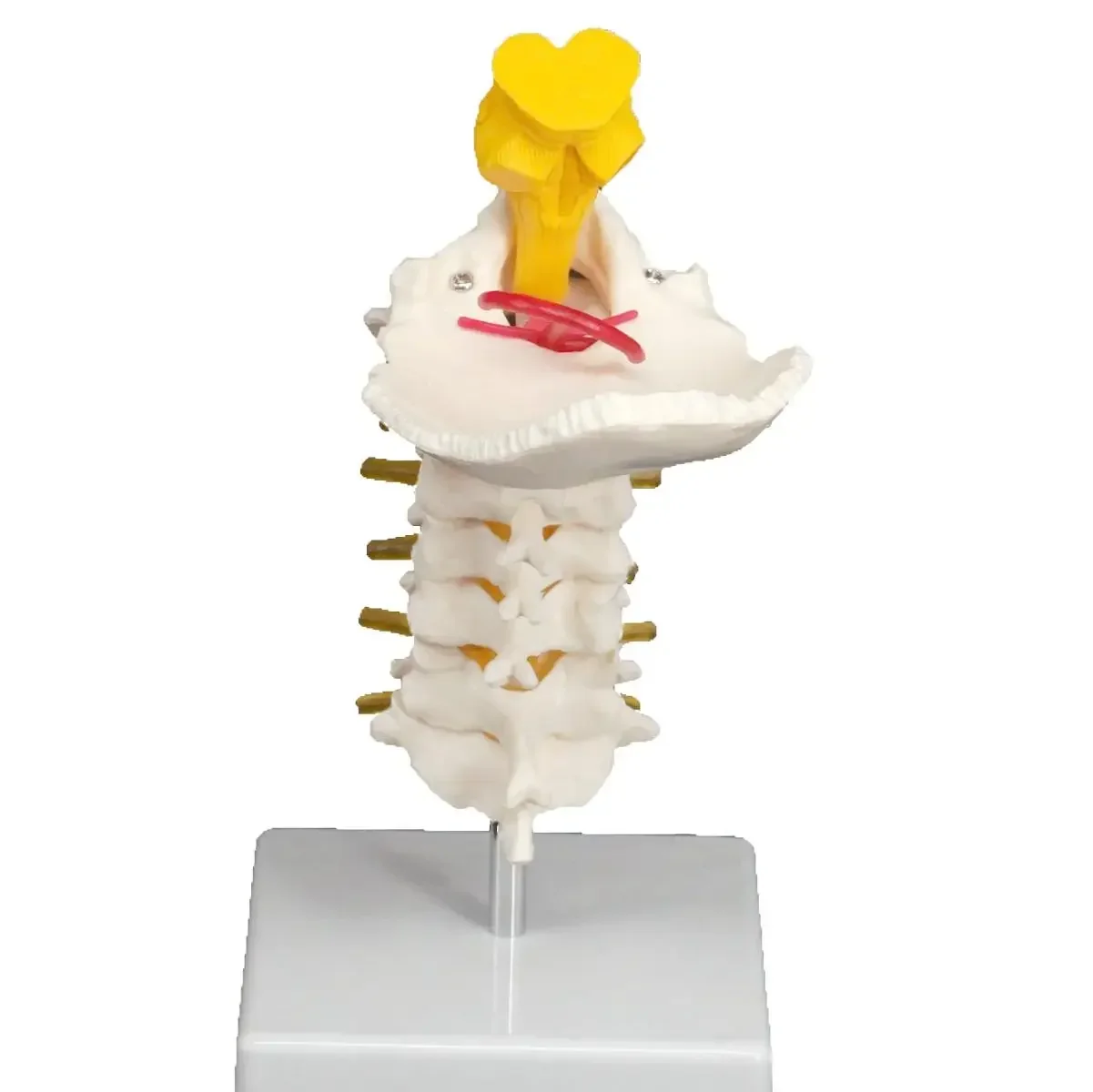 PVC Occipital and Spinal Cervical Anatomy Vertebrae Carotid Artery Tibia Model Teaching Training Aid Education
