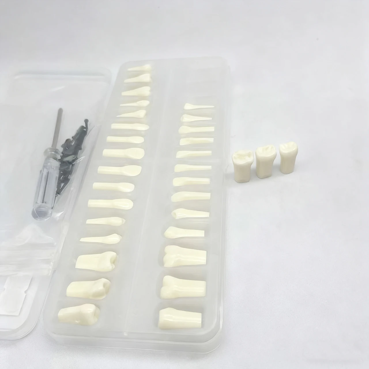 

32pcs Typodont Dental Teeth Model Removable Teeth Screw-in Practice Filling Soft Gum Gingivae Teeth Training Teach Model