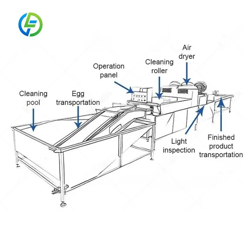 FL Customized Egg Surface Stain Cleaning Machine Automatic Egg Washing Machine Conveyor Type Egg Washing Line for Large Farms