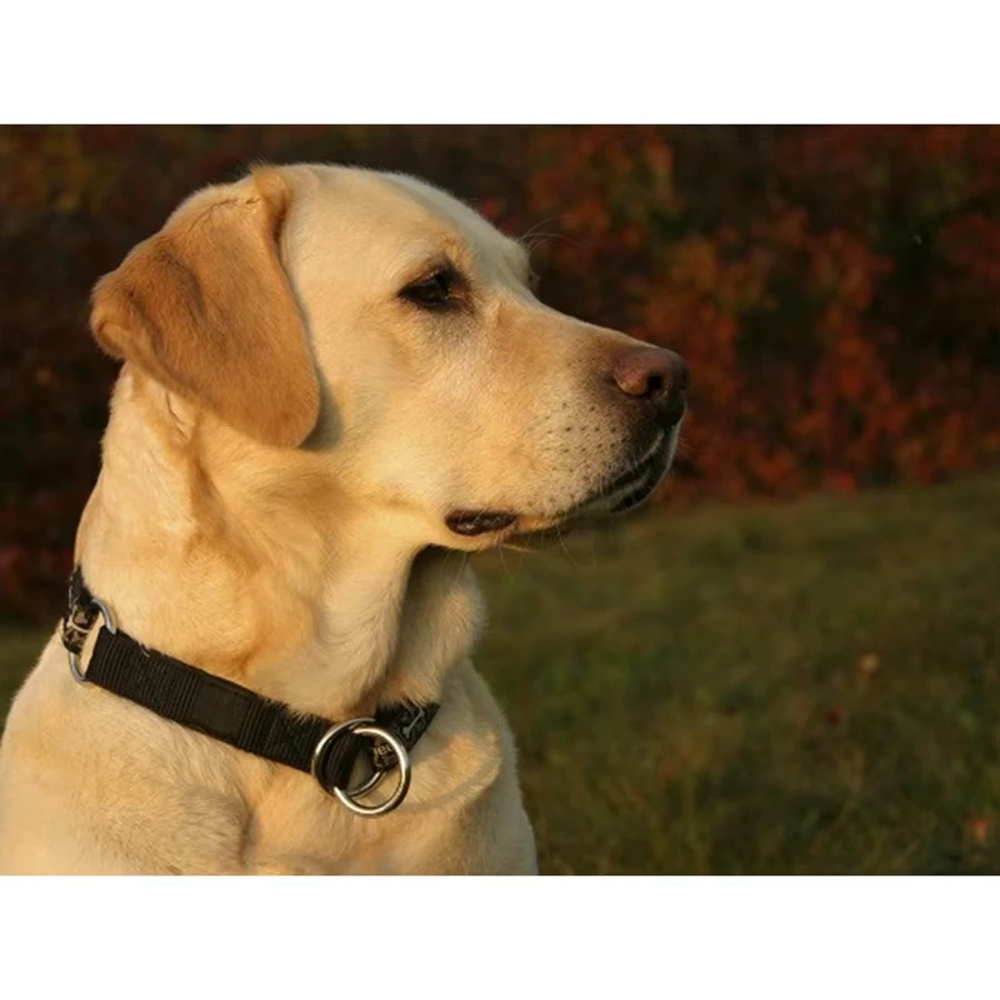 500/1000/1200/2000PCS Puzzle Labrador Retriever Jigsaw Creative Decompression Toys Suitable for Art Enthusiasts and Beginners