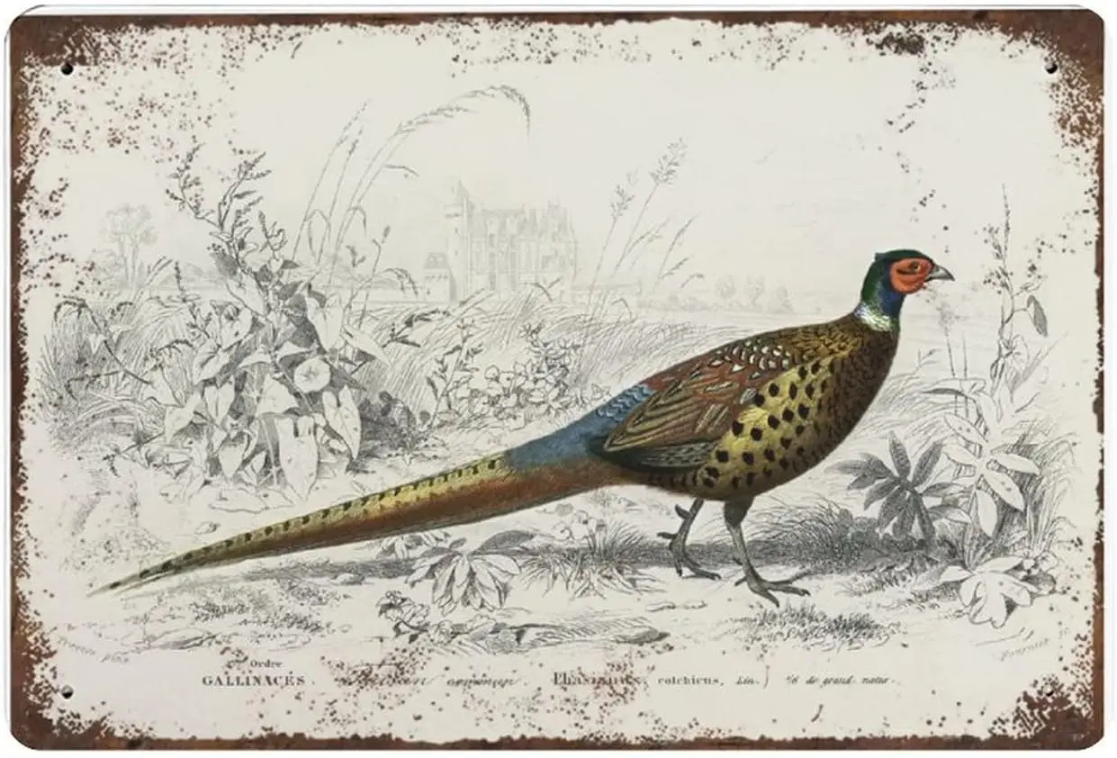 Pheasant Print, Antique Animal Painting, Vintage Drawing tin Sign Art, Ring-Necked Pheasant, Animal Bedroom Decor, sign