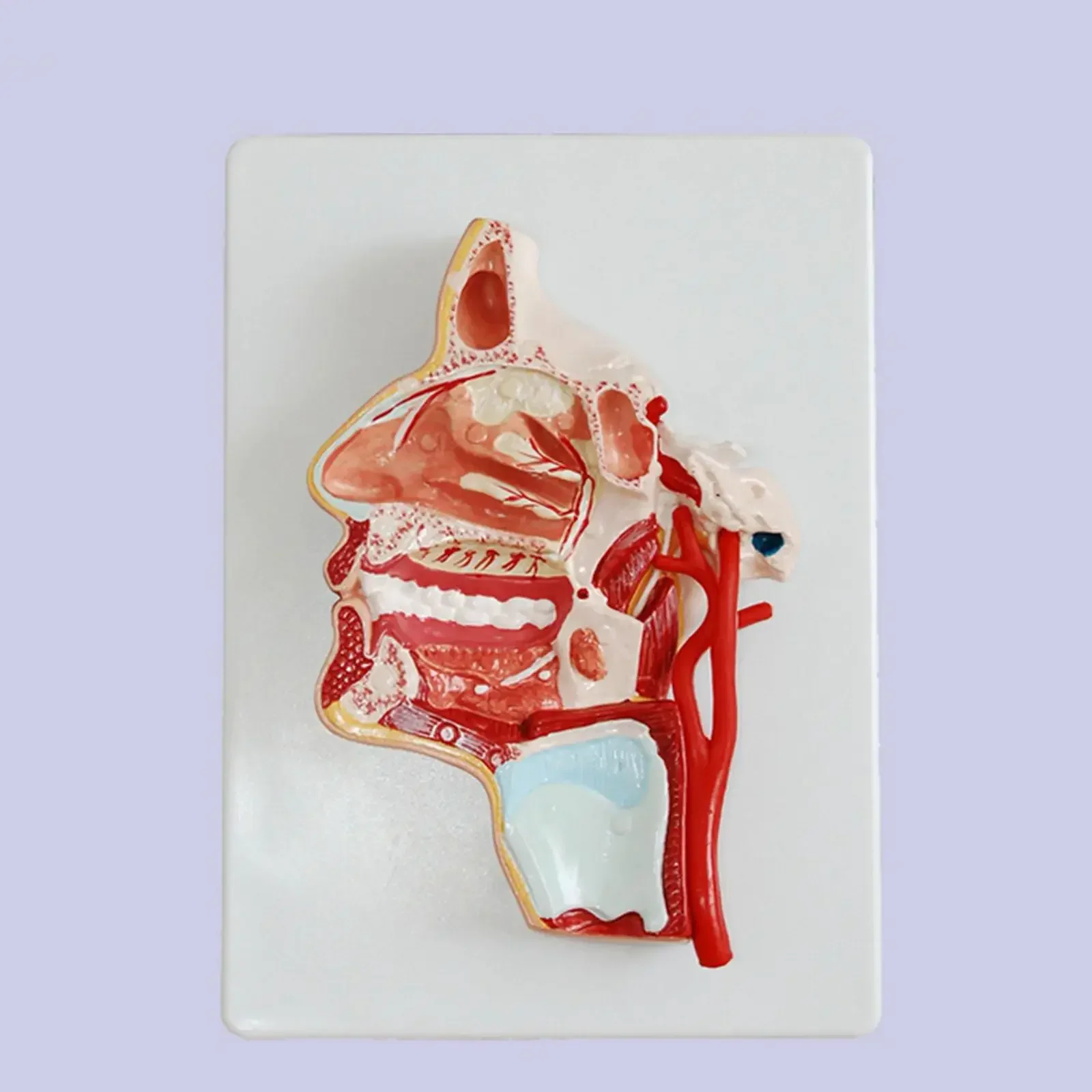PVC Human Median Section of Head Oral pharynx Anatomical Model Medical Skeleton