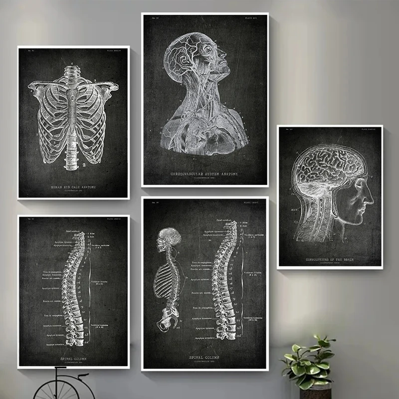 Human Body Structure Canvas Poster Heart Brain Bone Model Wall Art Pictures for Living Room Study Medical Club Modern Home Decor