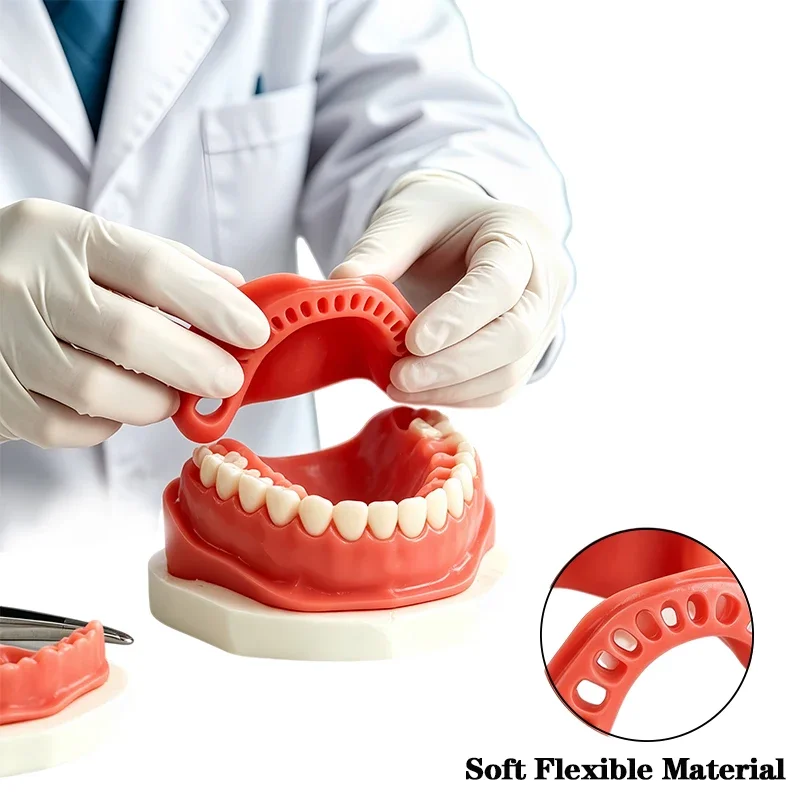 Teaching Practice Model 28 Gum Model Oral Communication Demonstration Standard Gum Dentistry Practice