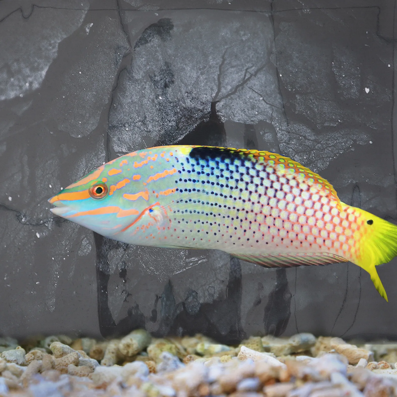 

Fish Tank Background Sticker 10-62x40cm PVC Decor Aquarium Wallpaper Reusable Landscape Pet Supplies Home Wall Decal