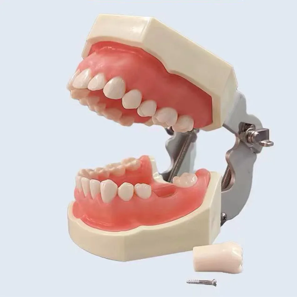 

Dental Model Training Dental Technician Practice with Removable Typodont Teeth Dentistry Equipment