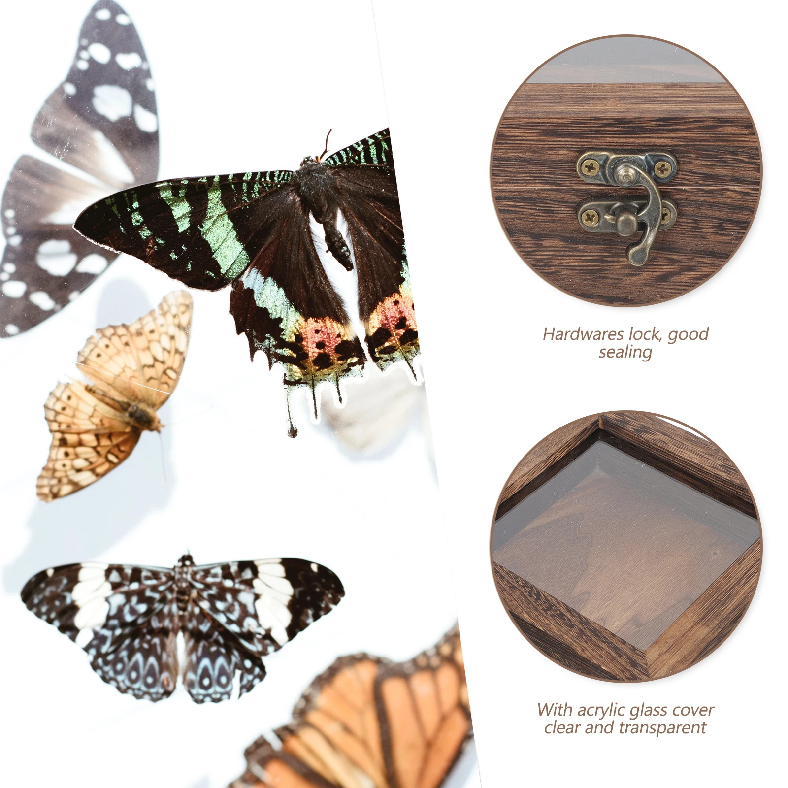 

Insect Specimen Display Box Transparent Lid Durable Vintage Wooden Case Jewelry Packaging Sample Holder Desktop Adornment