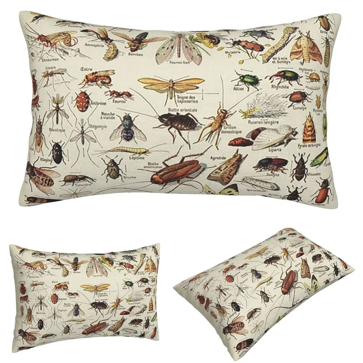 

Insects Chart. Scientific Text In French Rectangle Pillowcase Cushion Cover Decorative Bedroom Bed Home Comfort Throw Pillow