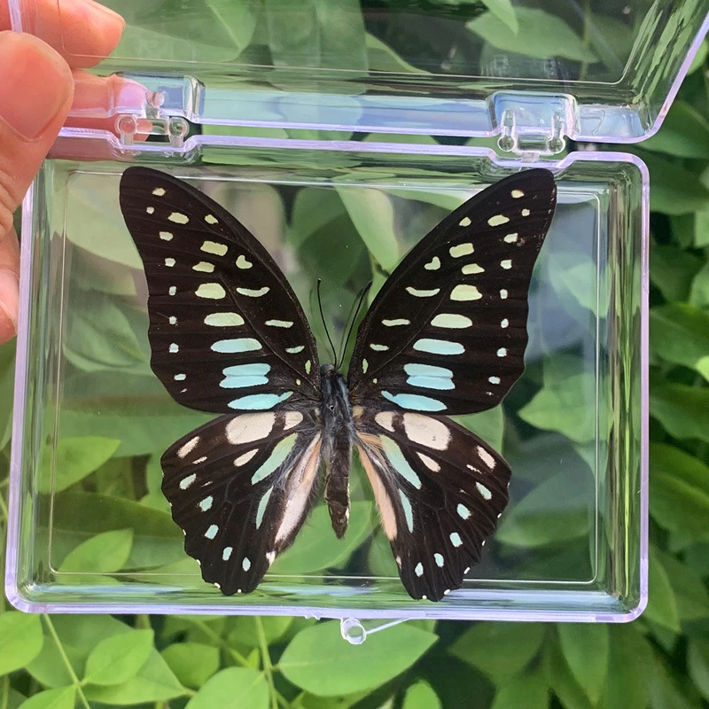 Real Chinese Butterfly Specimen for Girls, Children\'s Day, Teachers Day, Exquisite Gifts, Home Decor, 2Pcs