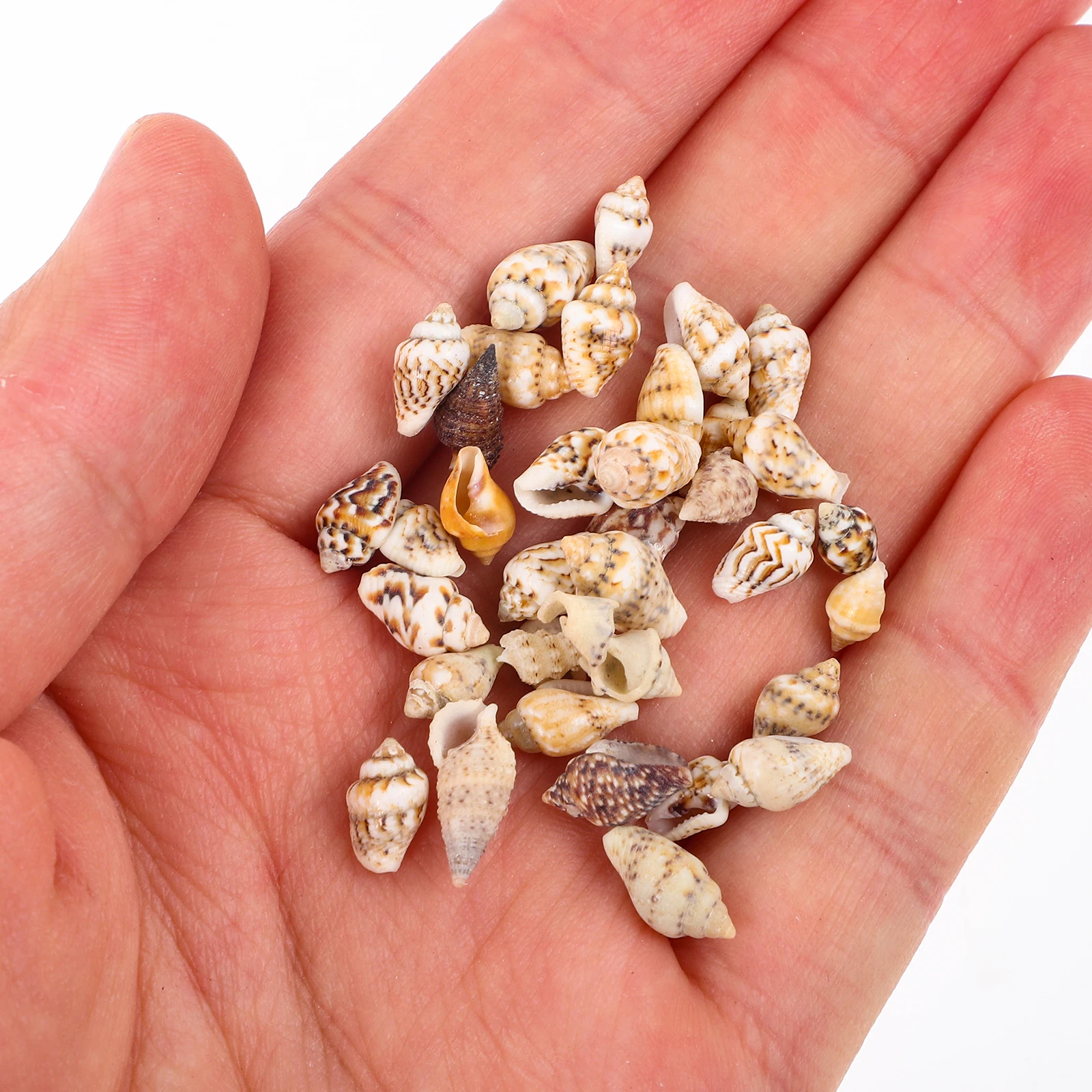 1 Box Natural Seashell Decorative For Diy Jewelry Craft Home Aquarium Landscape Vase Decoration Diy Conch Decoration Natural