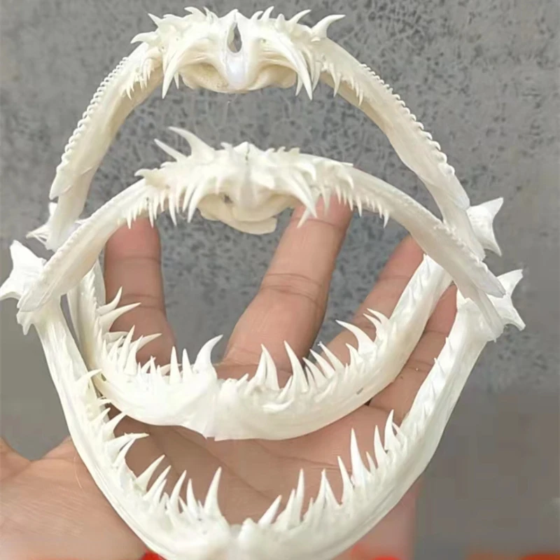 

The skulls of anglerfish are hand spliced, complete ornaments, animals, deep-sea fish collections, specimens home decor