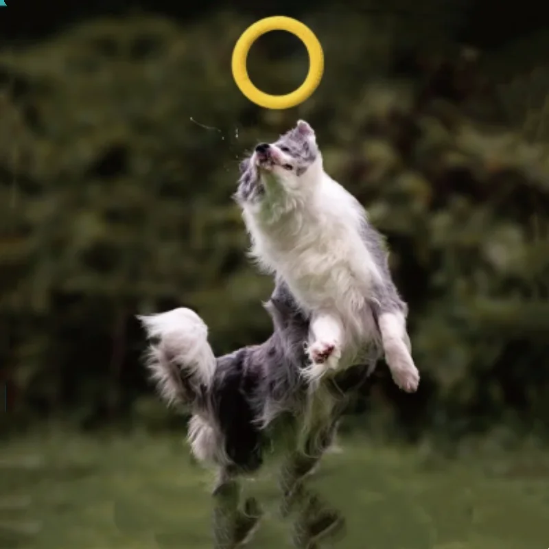 Cincin Latihan Anjing EVA Taha - Flying Disc Dog Training Toy ulasan dan harga