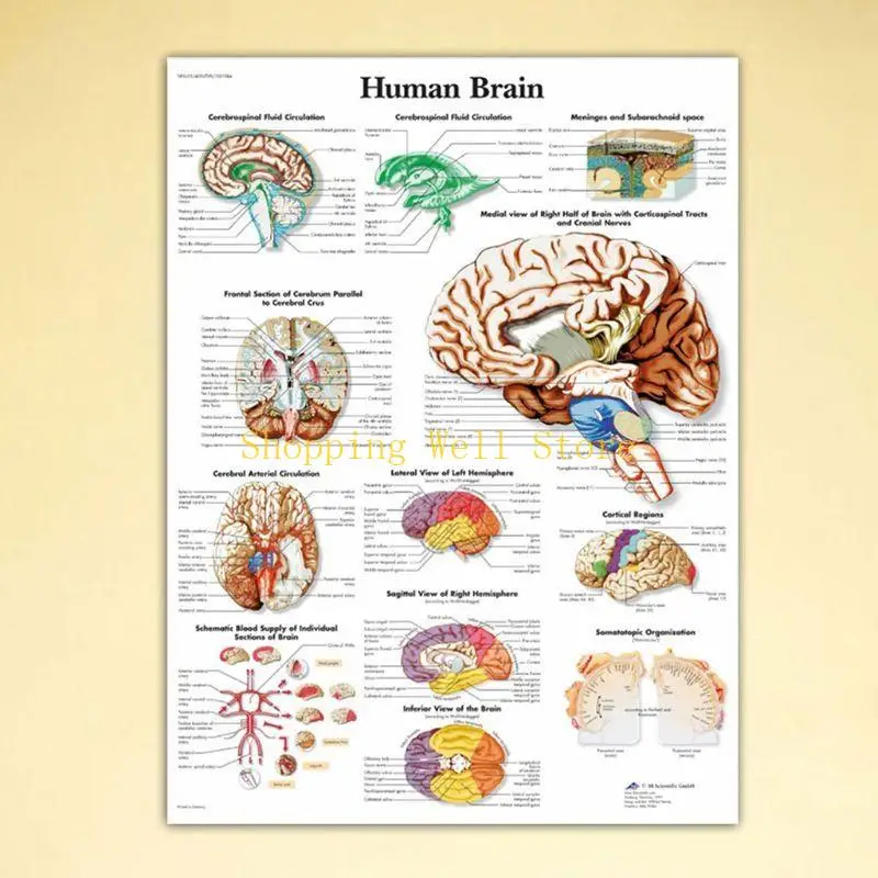 KX4B Anatomical of the human poster, canvas, large size. For classrooms, clinics, hospitals, doctors' offices