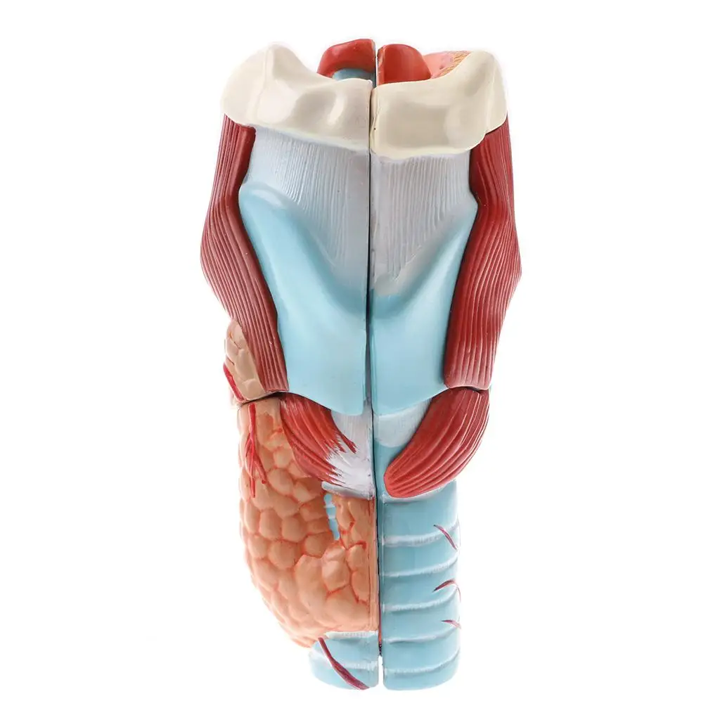 

Learning Tool - Magnification 2x Human Pharynx And Laryngeal Model (5 Parts),