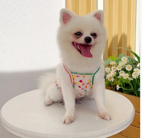 ペットストラップ日焼け止めベストメッシュイチゴ犬犬猫衣料品薄いテディベアカラフルなドットトップ子犬服