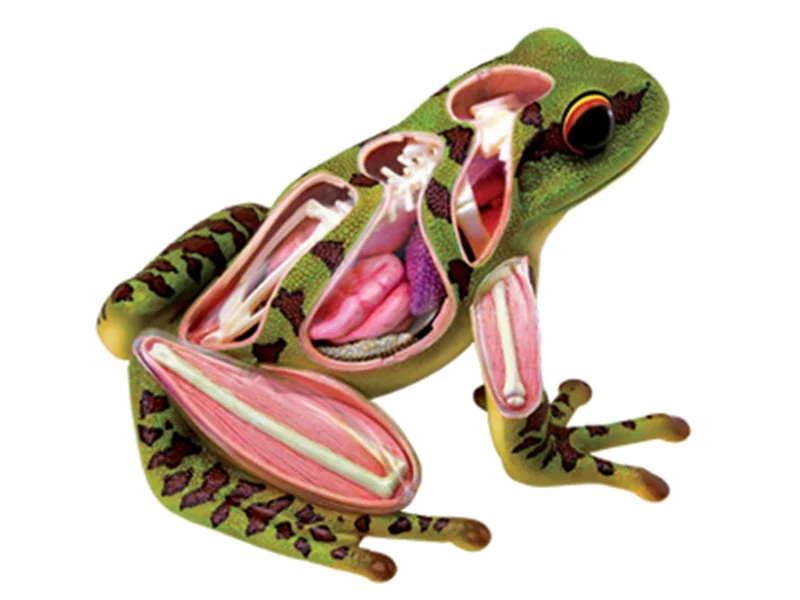 puzzle assembly toy simulation animal biology frog organ anatomy medical teaching model