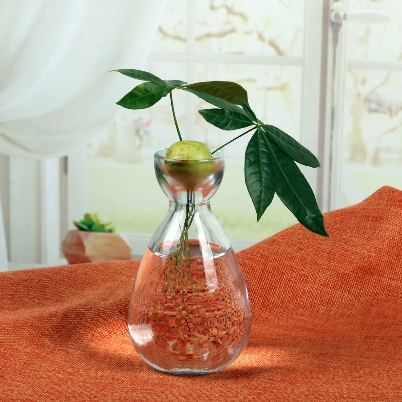 Avocado Seed Hydroponic Glass Vase Water Planting Creative Vase Home Desktop Decorative Ornament For Tabletop Display