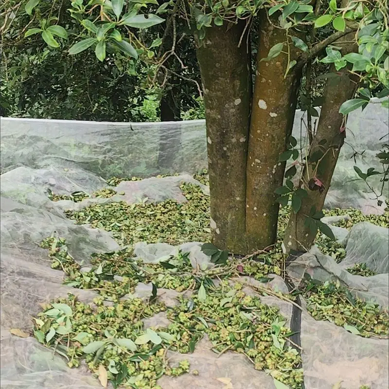 Fruit Collection Special Network Nut Landing Network Knock Star Anise Special Collection Network