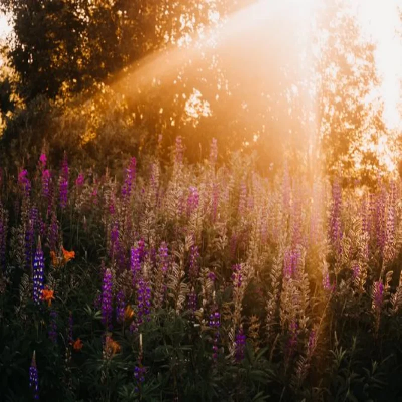 

For Honda Freed Electric Tailgate Car Lift Auto Automatic Trunk Opening Electric Motor for Trunk Car Accessory Tools