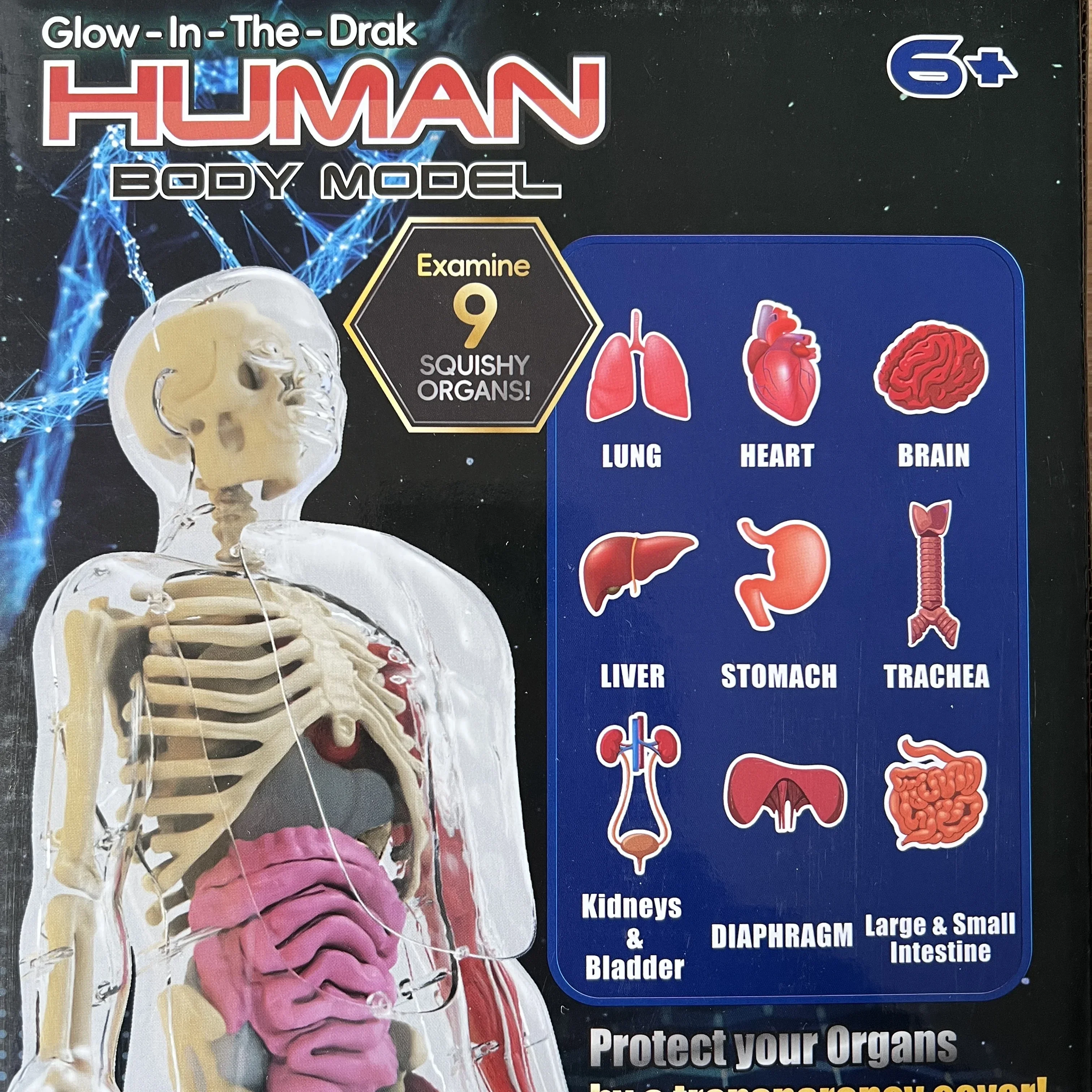 4D Human Body Model for Kids,Skeleton Science Model That Glows in The Dark,30 Pieces Anatomy Model,Interactive Educational Toys