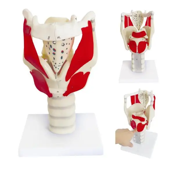 

Hot Structure and Function of Larynx Model,Human Anatomical Larynx model New