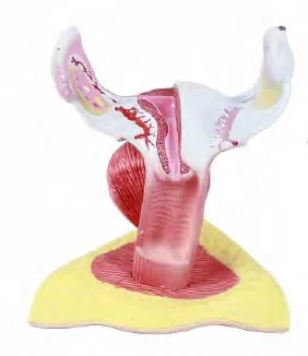 Anatomical Model of Female Internal and External Genitalia Medical Science Study Simulator Teaching Aids For School Students