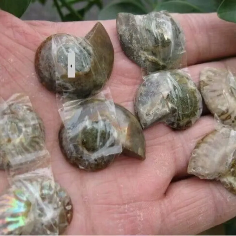 Amazing Ammonite Shell Reiki Crystal Healing Jewelry for Chakra Balancing And Energy Healing Purposes