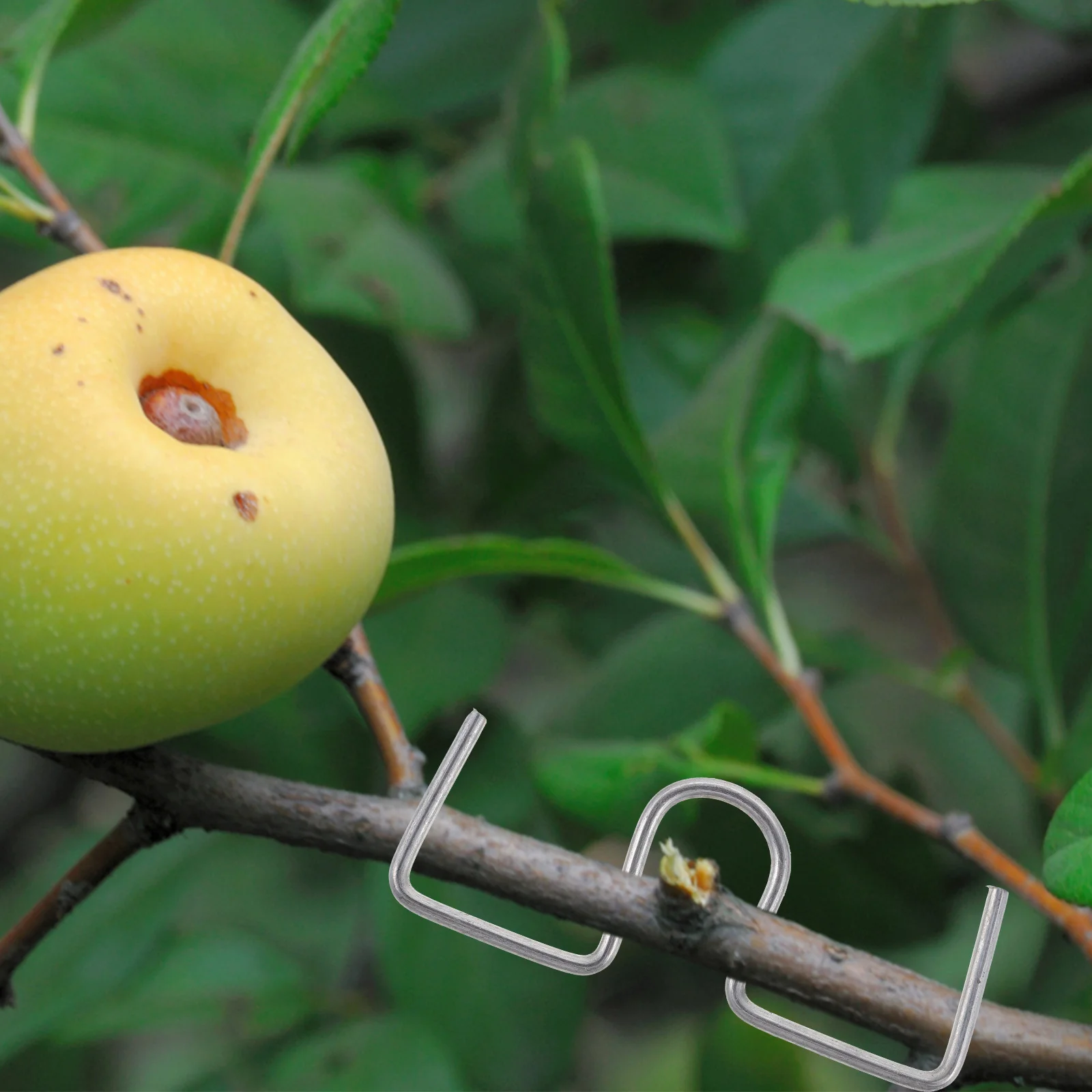 The Wire Fruit Tree Branch Shaper Shaping Tool Garden Bonsai Moderators Branches Trainer Spreader