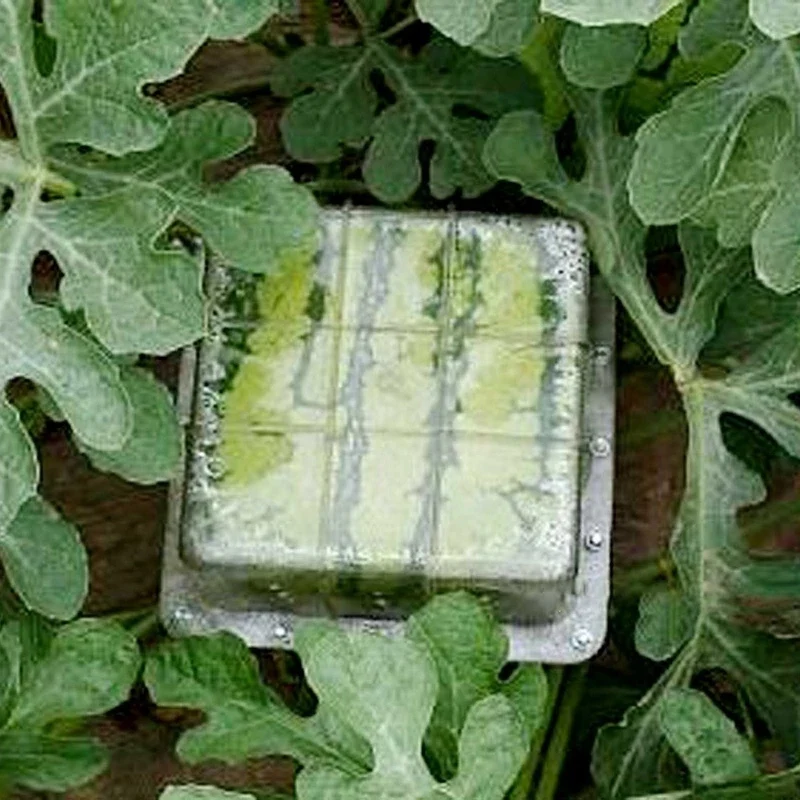 Stampo per coltivazione di anguria quadrato a forma di cuore in plastica di grandi dimensioni Stampo per modellare la crescita della frutta trasparente