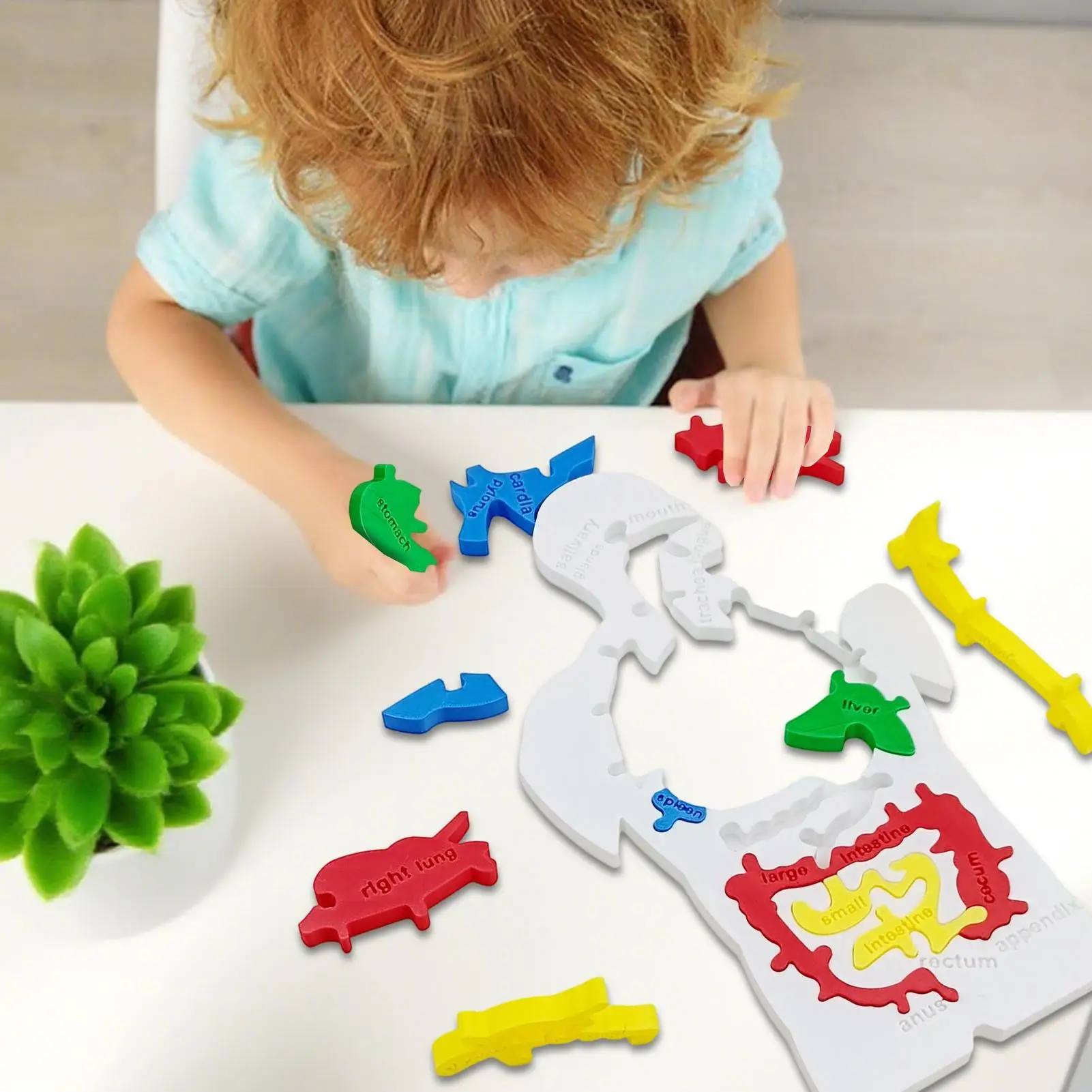 Human Body Puzzle Model Human Internal Organs Jigsaw Model Scientific Cognition Toy For Toddler Boy Child Teenager Student