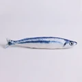 Pacific saury