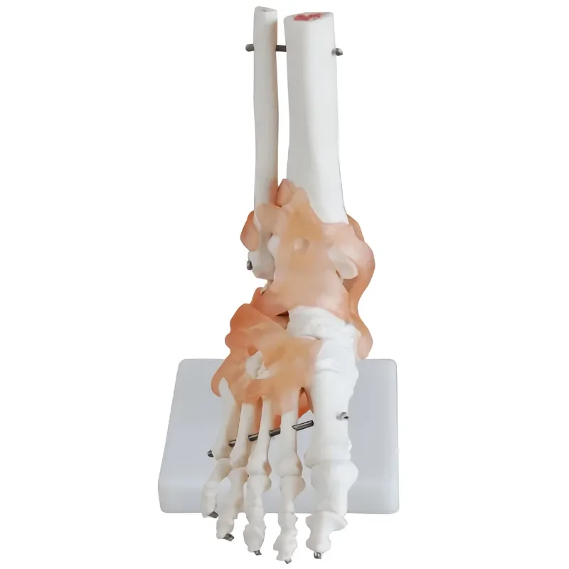 Hotsale Medical Science Human Life Size Human Ankle Anatomy Display Ligament Foot Joint Skeleton Model Anatomical for