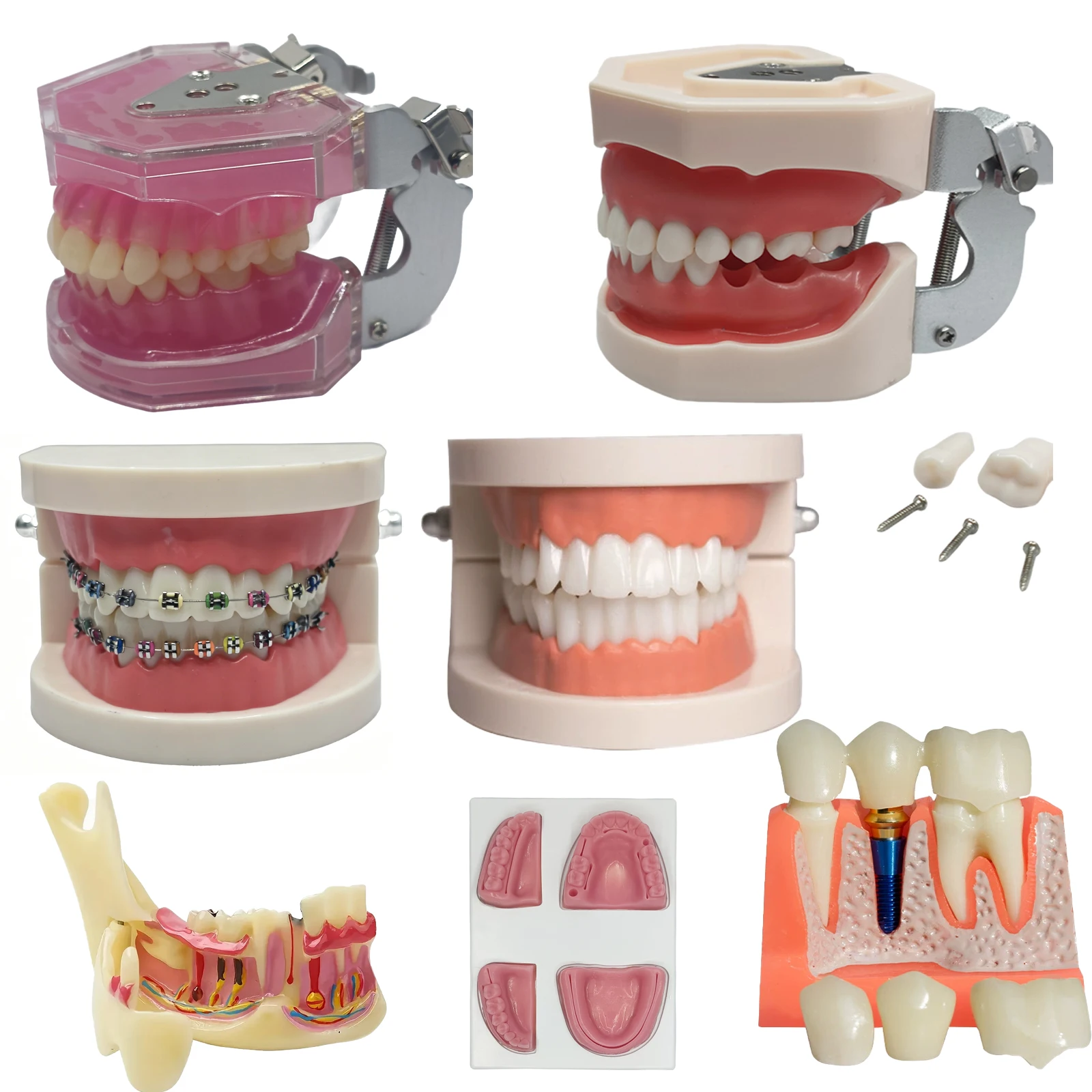 28 Teeth Standard Dental Model Soft Gum Typodont Teeth ModelOrthodontic Dental Model for Dentist Student Teaching Practice