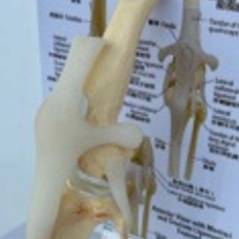 Canines Knee Model Dog Joint Anatomical Model Dog Skeleton Model Animal Skeleton Anatomy  Science Gift