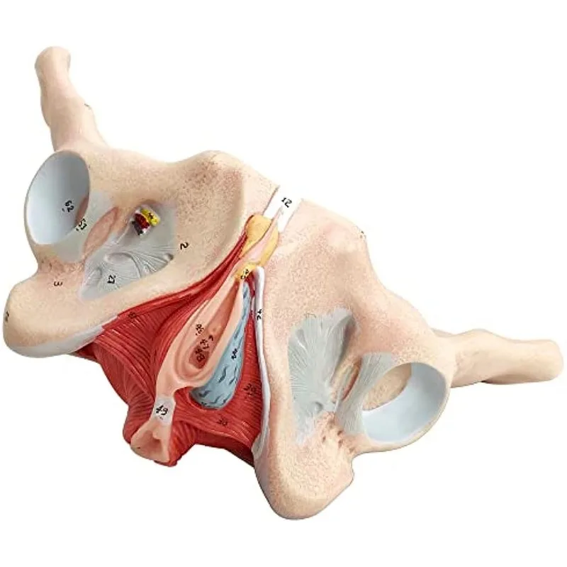 1:1 Life Sized Human Female Pelvis Neural Model Pelvic Floor Muscle Nerve Perineal Ligament Neuromuscular Model