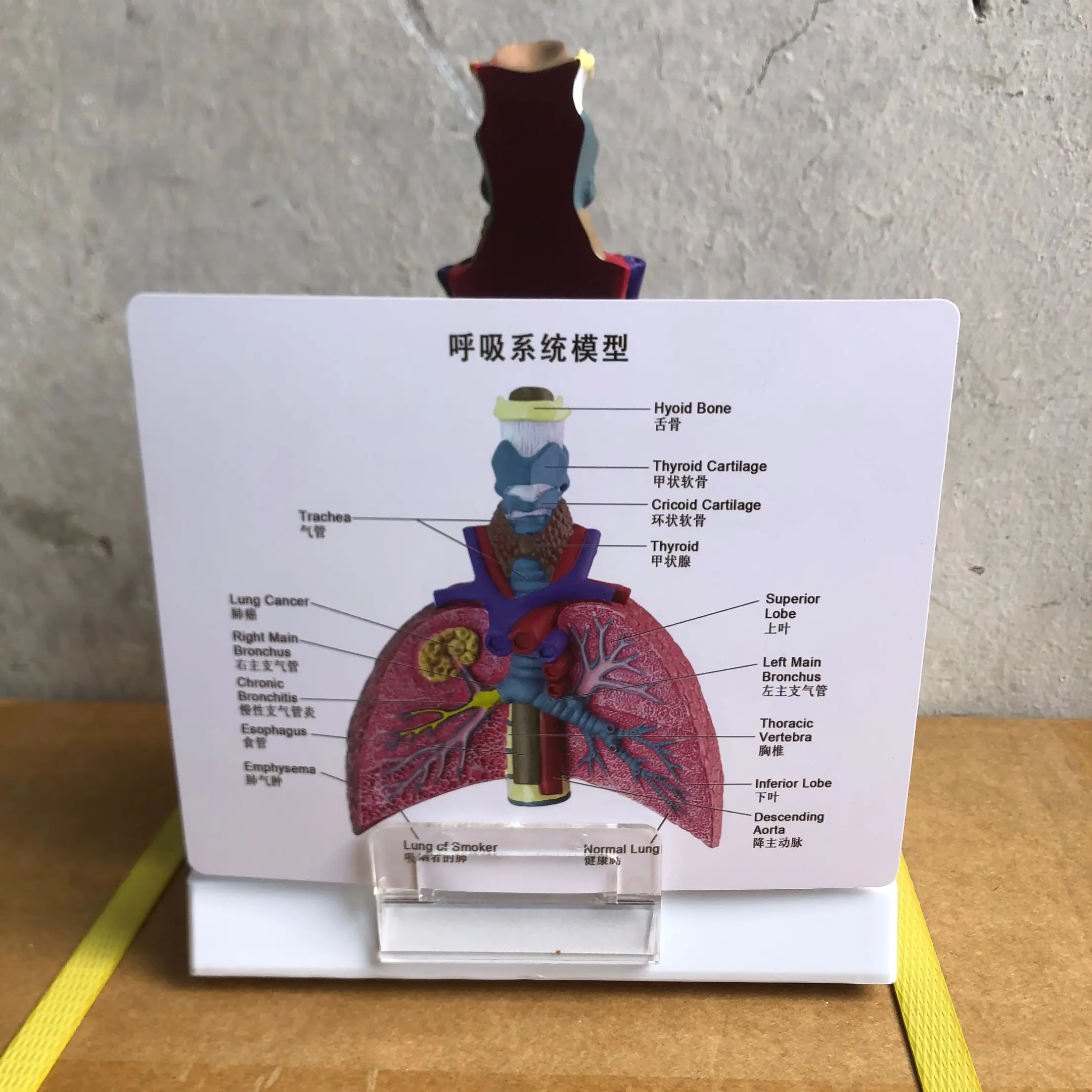 Human heart and throat lung model, medical experimental teaching model, anatomical lung segment lung model