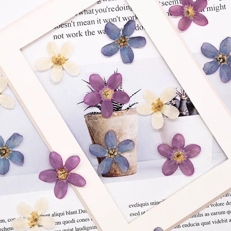 ดอกไม้แห้งสีฟ้าอัดรูปดาว 12 ชิ้น สำหรับงาน DIY ตกแต่งเคสมือถือ/งานศิลปะ/สมุดภาพ/ที่คั่นหนังสือ/ตกแต่งใบหน้า อุปกรณ์งานฝีมือดอกไม้แห้ง