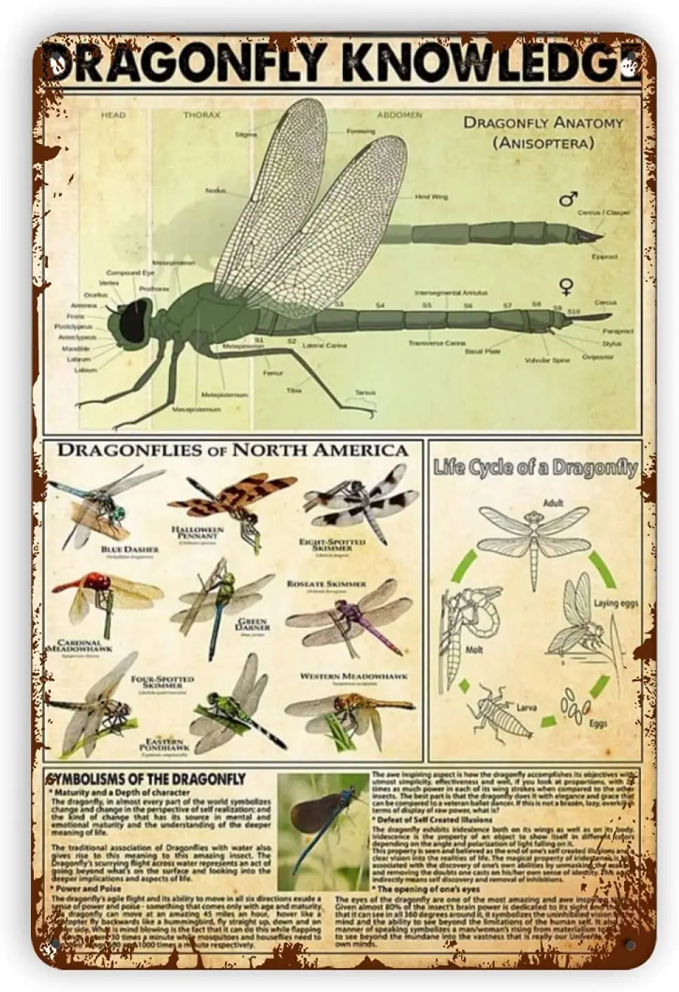 Ovonetune Panneau en métal Dragonfly, Panneaux en métal rétro Dragonfly Knowledge, Panneau en métal Club Art pour décorations amusantes, décoration murale