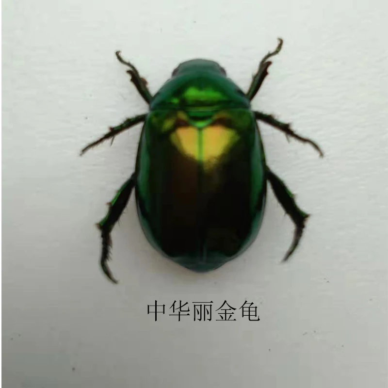 Real Insect Specimen Beetle Scarabaeidae Student Observation Teaching DIY Handicraft Collection Gift Home Decoration Taxidermy