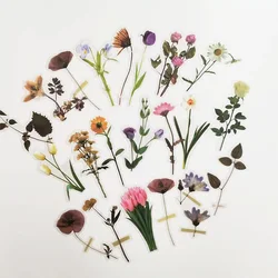 Étiquettes Autocollantes de Décoration pour Animaux de Compagnie, Plantes, Fleurs, pour Journal Intime, Scrapbooking, Accessoires de Papeterie, DIY, 40 Pièces/Paquet